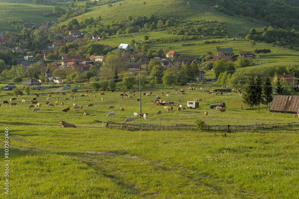 a herd of cattle cows graze on a farm meadow
