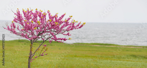 Blooming Judas tree on the coast of the Black Sea in spring, pink blossom, Cercis siliquastrum photo
