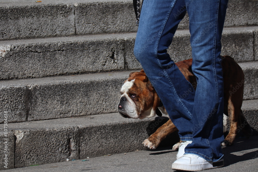 A young black French bulldog on a walk.