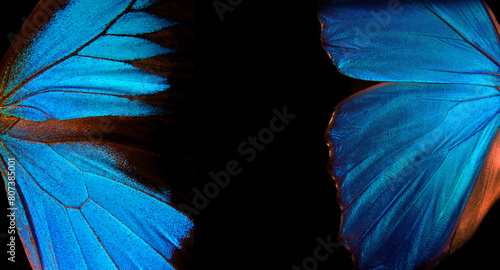 Wings of a butterfly Morpho and Ulysses texture background. 