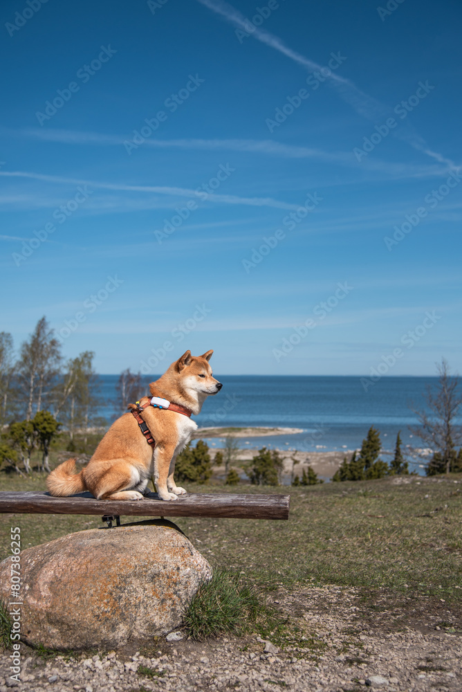 A red shiba inu dog is sitting on the Ugu cliff on the Baltic sea beach in Saaremaa island, Estonia on sunny spring day