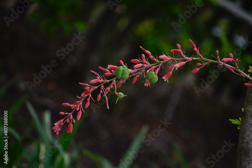 Close up branch of red yucca plant with seed pods