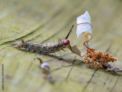 fuzzy poisonous White-Marked Tussock Moth Caterpillar eating a leaf