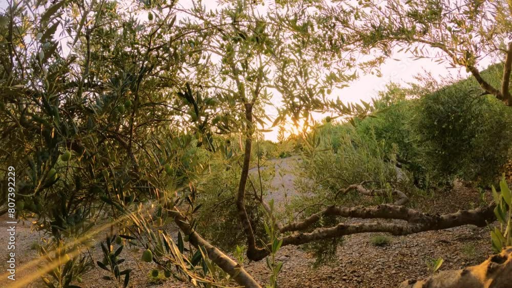 LENS FLARE, CLOSE UP: Golden sunbeams shine through leafy olive tree branches. A peaceful evening walk in the embrace of old and branching olive trees, full of healthy and delicious ripening fruit. LENS FLARE, CLOSE UP: Golden sunbeams shine through leafy olive tree branches. A peaceful evening walk in the embrace of old and branching olive trees, full of healthy and delicious ripening fruit.