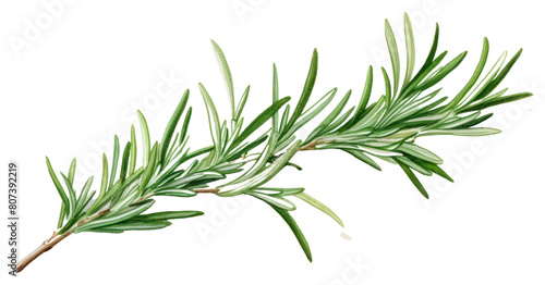 PNG Rosemary plant herbs fir.