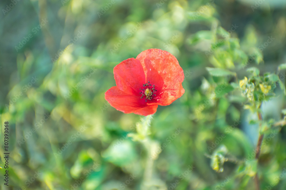 Fototapeta premium red flower bathed in evening light