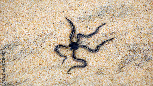 фотографія Ophiothrix fragilis (common brittle star, hairy brittle star, Asteria cuvieri, Ophiocoma minuta)