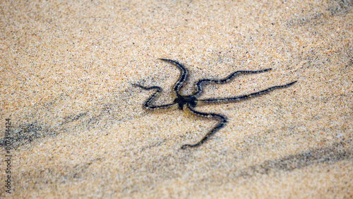 Φωτογραφία Ophiothrix fragilis (common brittle star, hairy brittle star, Asteria cuvieri, Ophiocoma minuta)
