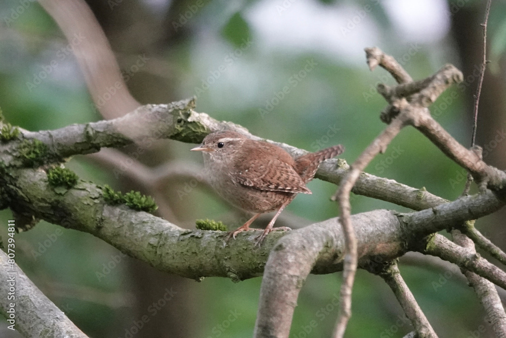 A Wren (Troglodytes troglodytes) in the British countryside A Wren (Troglodytes troglodytes) in the British countryside