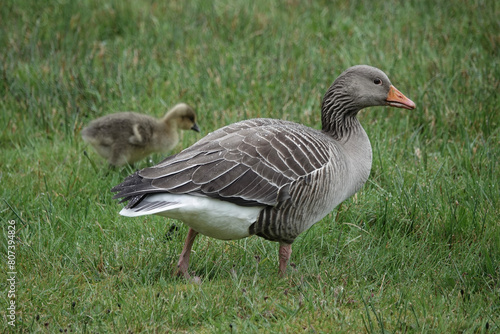 A Greylag Goose (Anser anser) with a young gosling