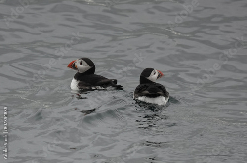 Puffins (Fratercula arctica) swimming in the sea