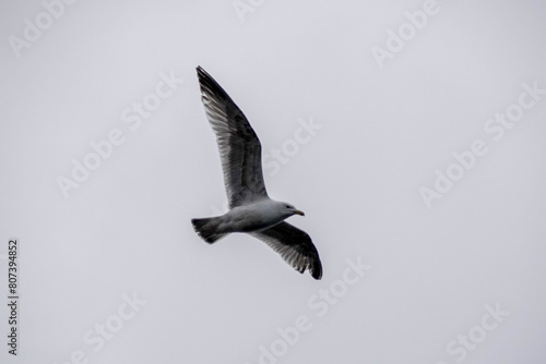 Herring Gull (Larus argentatus) flying over the sea
