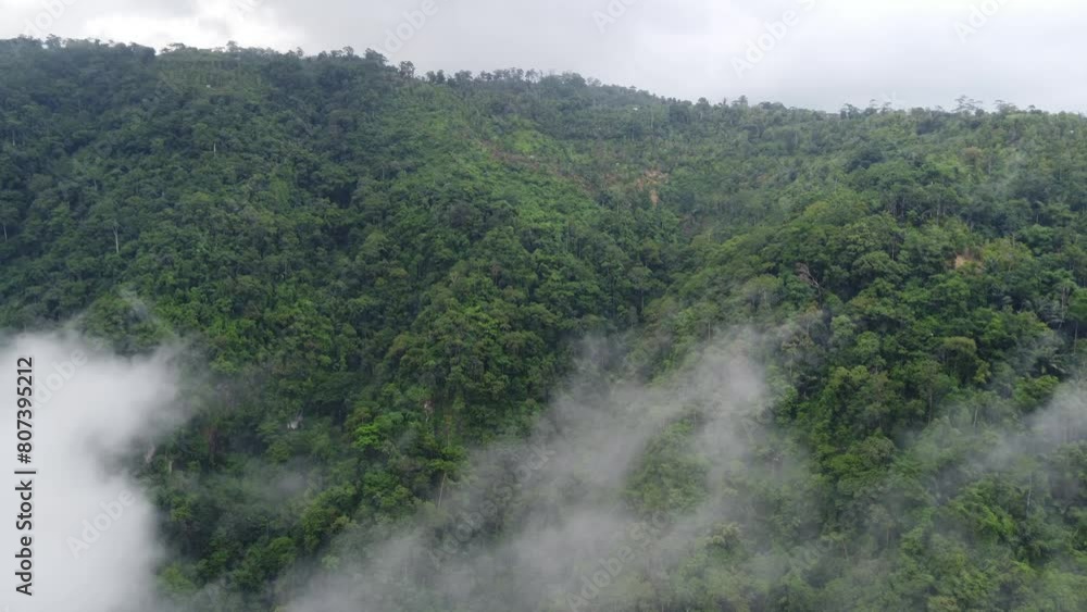 An aerial view of a lush green forest covered in mist, showcasing ...