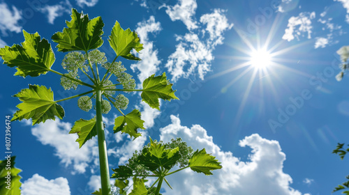 A branch of toxic Giant Hogweed with characteristic leaves against a bright sky illustration photo