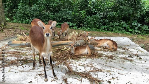 A group of Bawean Deer or Kuhl's Hog Deer wait to be fed at the Zoo in the morning photo