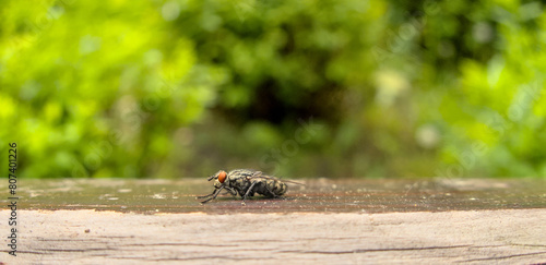 Fly, musca, outside outdoor close up during summer, sitting on wood, view from left side photo