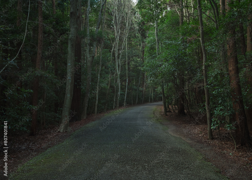 A shady path bathed in soft light A shady path bathed in soft light