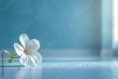 Chamomile on blue background