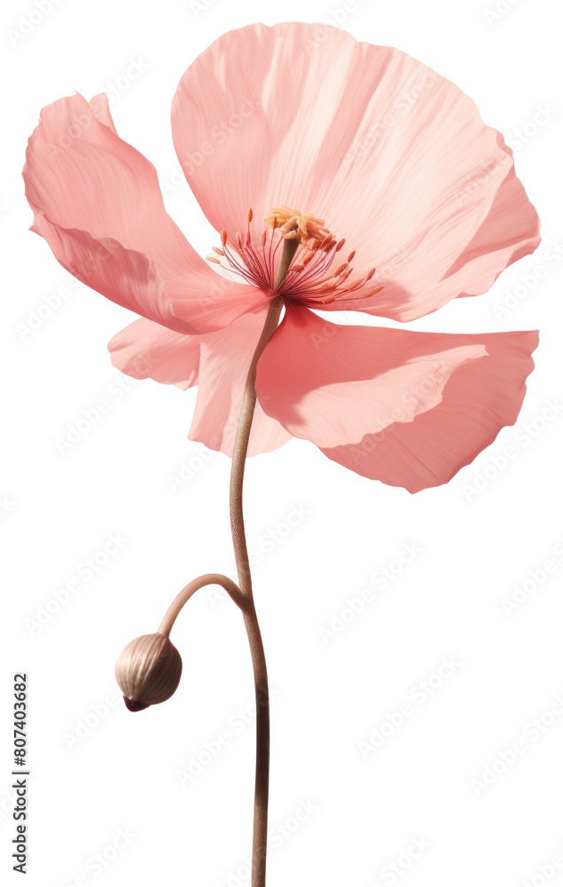 PNG Flower rose blossom pollen. PNG Flower rose blossom pollen.