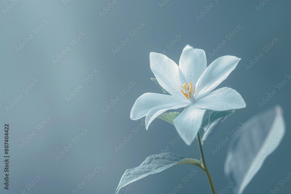 White flower on blue White flower on blue