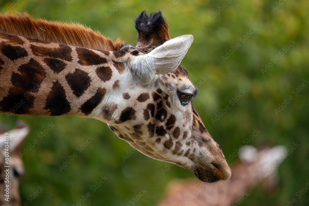 Fototapeta premium Giraffe (Giraffa camelopardalis), African Savanna
