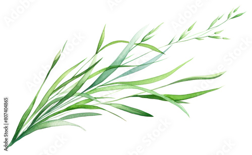 PNG Plant grass herbs freshness.