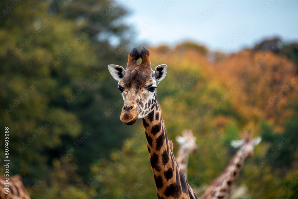 Obraz premium Giraffe (Giraffa camelopardalis), African Savanna
