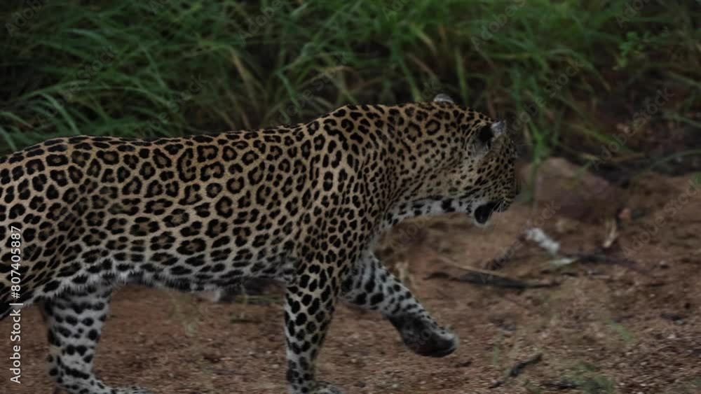 Leopard hunting in daytime in South Africa Leopard hunting in daytime in South Africa