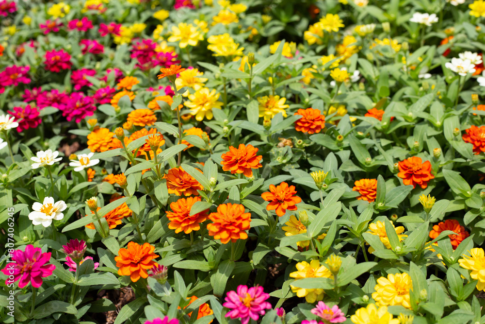 Zinnia flower in the garden Zinnia flower in the garden