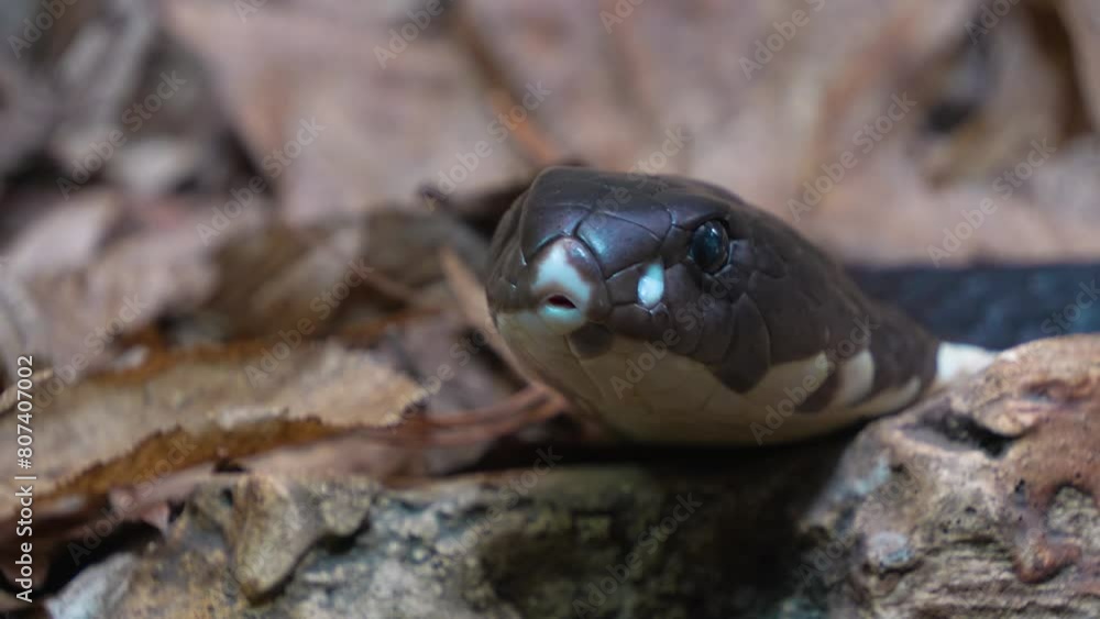 Close view of snake cobra head crawling around the forest ground Close view of snake cobra head crawling around the forest ground