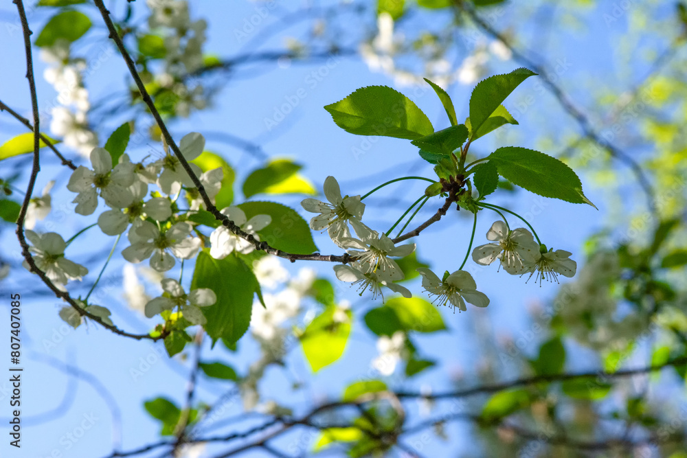 Close-up of a white cherry blossoming in spring against a blue sky background Close-up of a white cherry blossoming in spring against a blue sky background