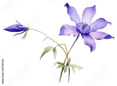 PNG Flower petal plant iris.