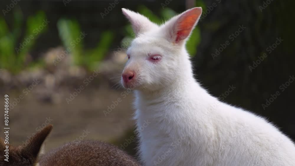 Close view of an albino kangaroo resting on a sunny day Close view of an albino kangaroo resting on a sunny day
