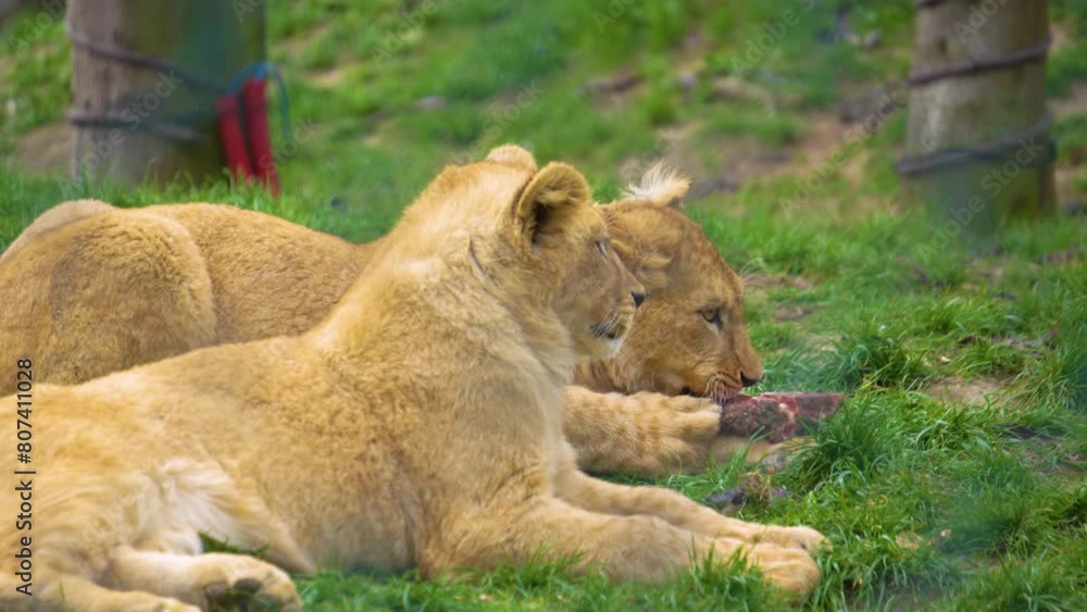 Close up of a young lions on a meadow one of them eating a pice of meat. Close up of a young lions on a meadow one of them eating a pice of meat.