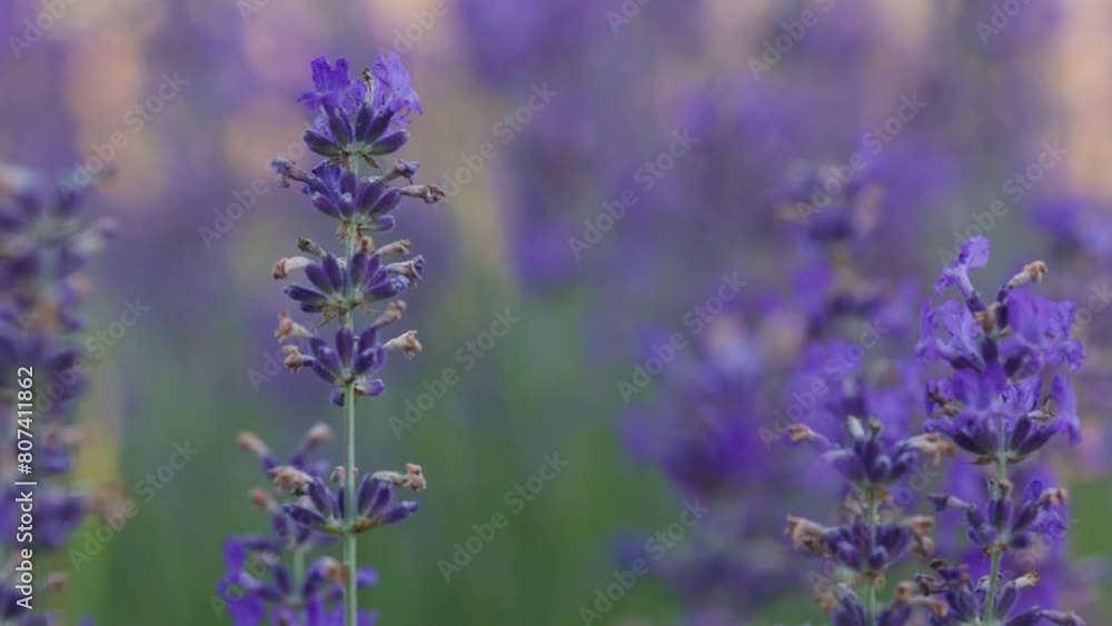 blooming lavender flowers blooming lavender flowers