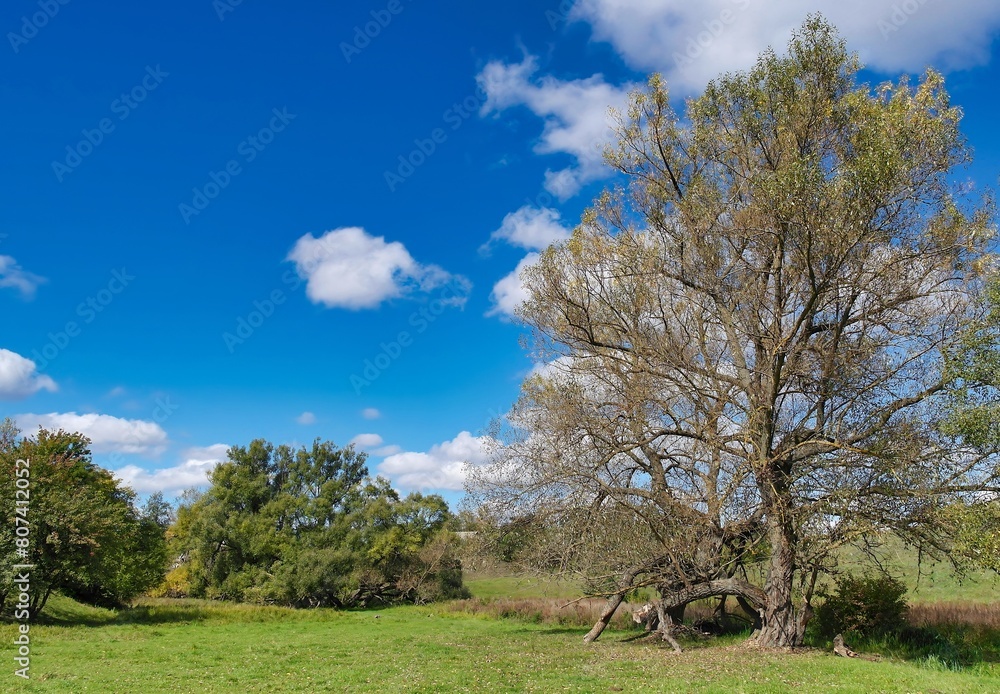 Spring landscape with trees, trees in the field Spring landscape with trees, trees in the field