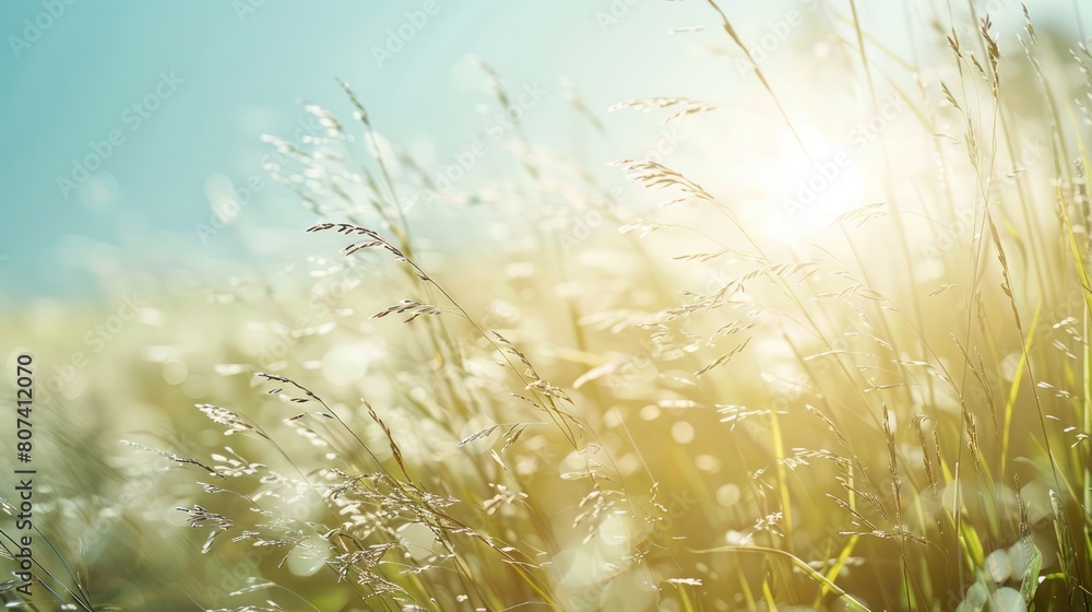 Wheat Plants In The Sun