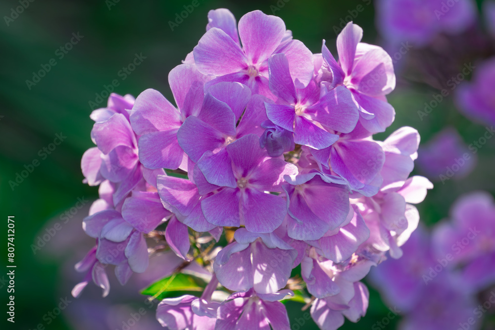 Captivating Light Purple Phlox Blossoms - A Delicate Touch to Your Garden Captivating Light Purple Phlox Blossoms - A Delicate Touch to Your Garden