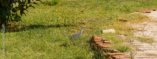 The western cattle egret (Bubulcus ibis) is a species of heron (family Ardeidae) found in the tropics. Fauna of the Sinai Peninsula. photo