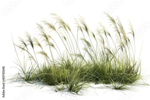 A field of tall grass with a white background