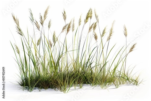 Whispers of the Wild: A Field of Tall Grass Standing Tall Against a White Canvas.