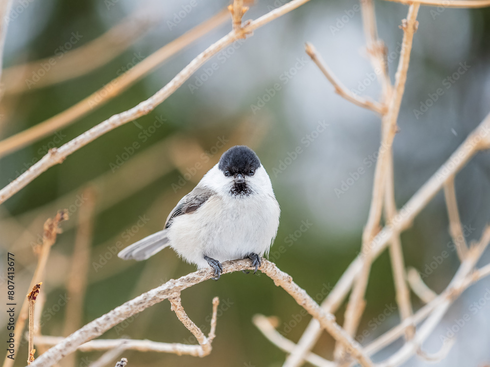 Naklejka premium Cute bird the willow tit, song bird sitting on a branch without leaves in the winter.