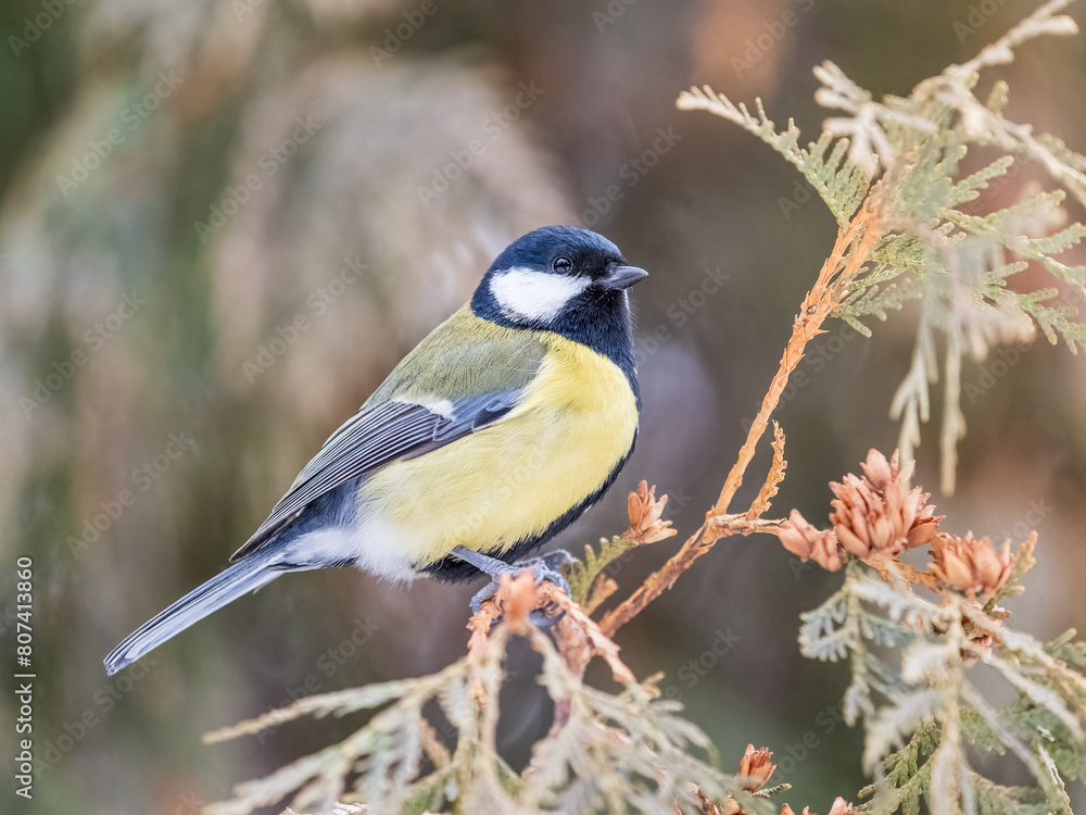 Obraz premium Cute bird Great tit, songbird sitting on the nice branch with beautiful autumn background