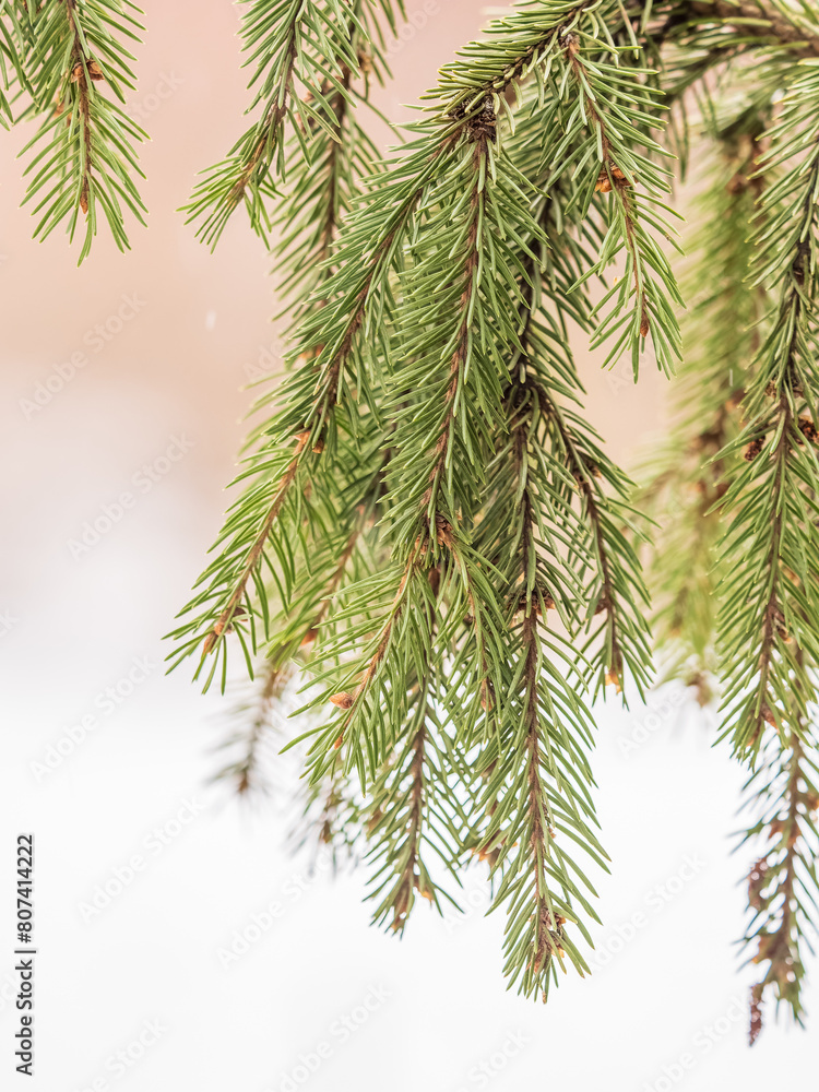 Fir branch with needles in the sunset light