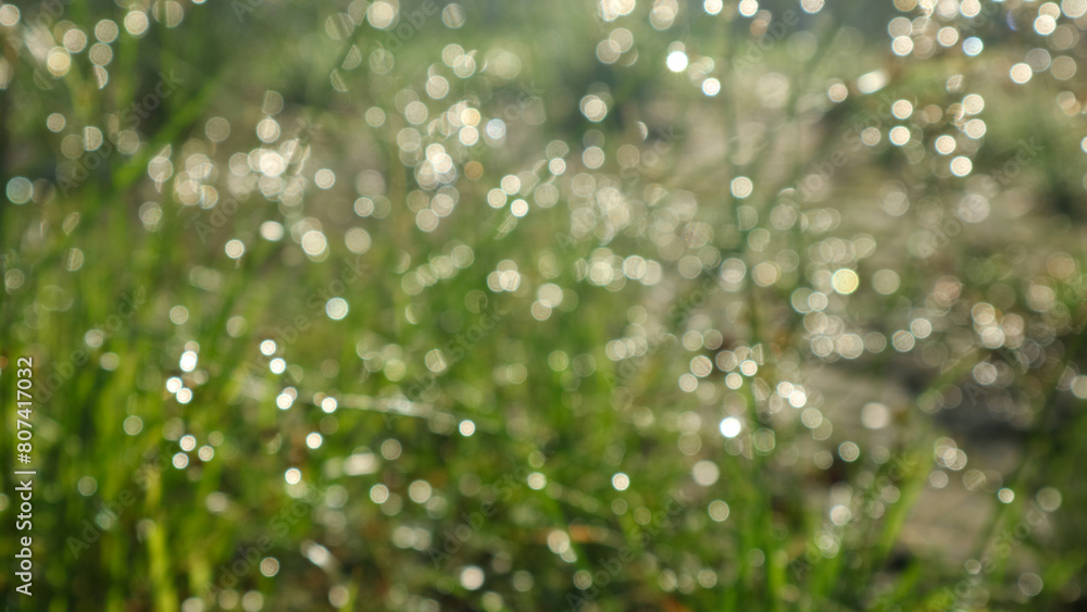 Naklejka premium Images of grass, dew, bokeh in the morning for your wallpaper