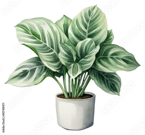 PNG Plant houseplant leaf freshness.