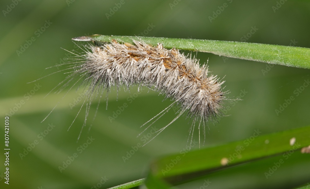 Salt marsh moth caterpillar (Estigmene acrea) insect dead on plant nature Springtime pest control agriculture. Salt marsh moth caterpillar (Estigmene acrea) insect dead on plant nature Springtime pest control agriculture.