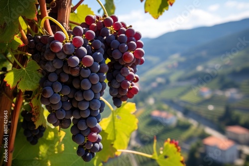 Ripe red and purple grapes on the vine with mountain landscape