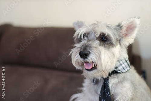 Perro schnauzer con corbata feliz photo