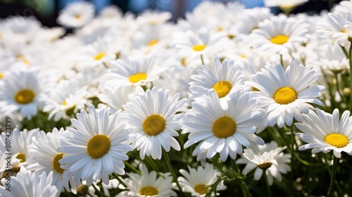 beautiful white daisies in bloom